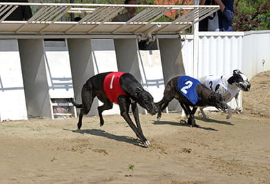 How to bet on dog racing strategy for beginners